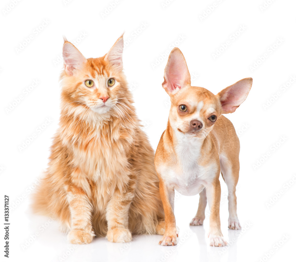 Chihuahua puppy and maine coon cat together. isolated on white b