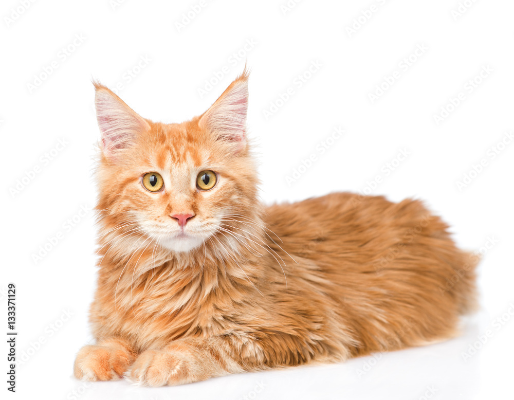 Maine coon cat looking at camera. isolated on white background Maine coon cat looking at camera. isolated on white background
