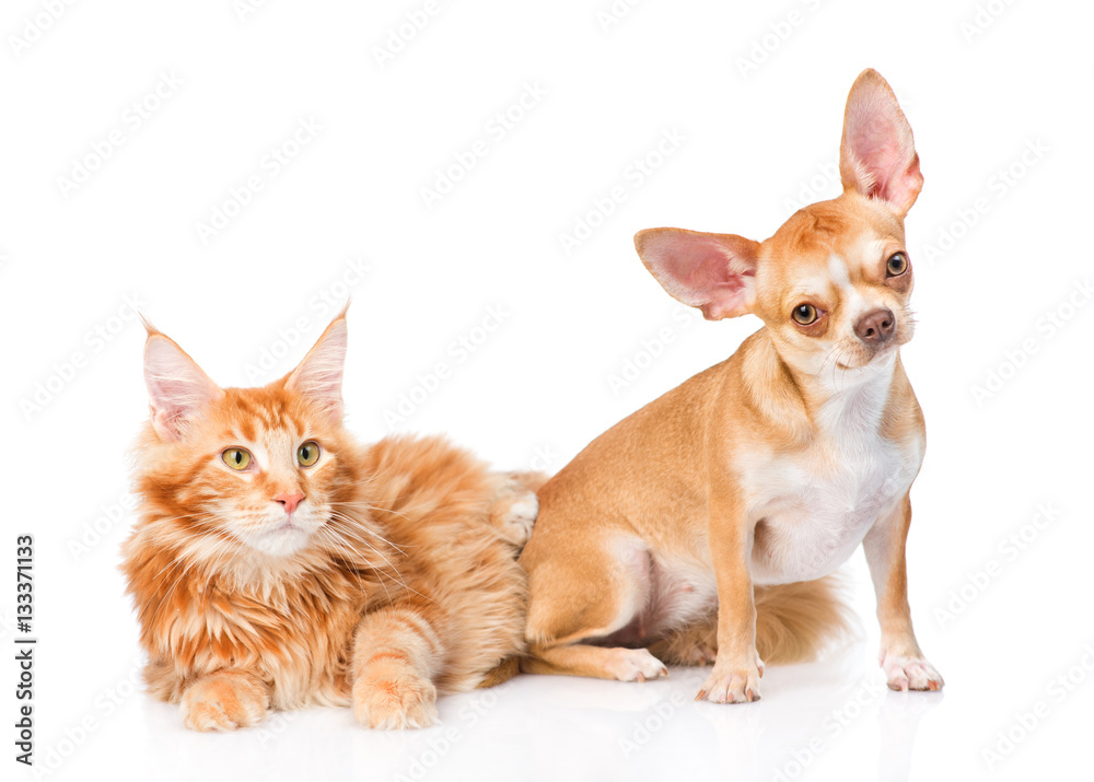 Little puppy and maine coon cat together. isolated on white back