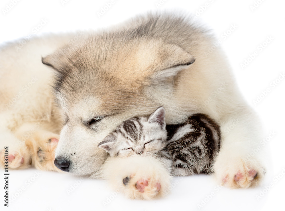 Puppy sleep with tiny kitten. isolated on white background Puppy sleep with tiny kitten. isolated on white background
