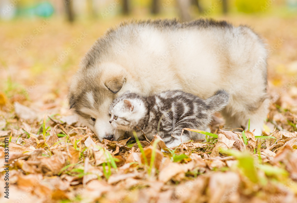 dog playing with cat on the autumn foliage in the park dog playing with cat on the autumn foliage in the park