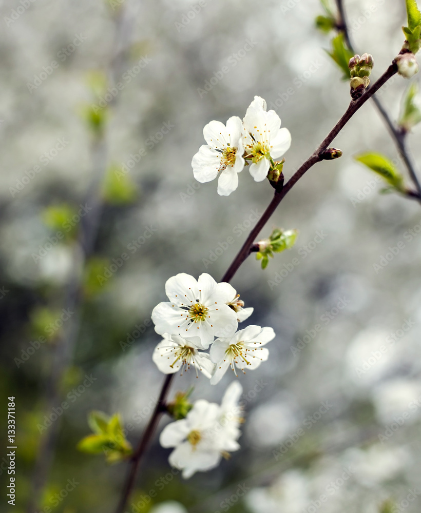 flowering spring tree cherry apricot