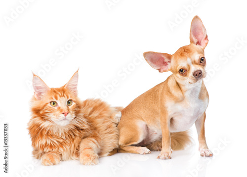 Little puppy and maine coon cat together. isolated on white back