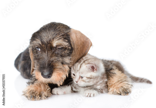 Sad puppy embracing tiny kitten. isolated on white background © Ermolaev Alexandr