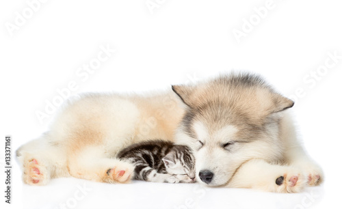 Kitten sleeping next to a puppy. isolated on white background