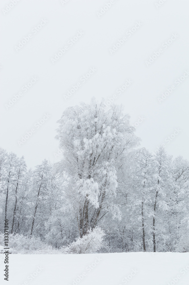 Snowy forest in Ukraine