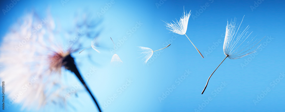 Naklejka premium latające nasiona mniszka lekarskiego na niebieskim tle