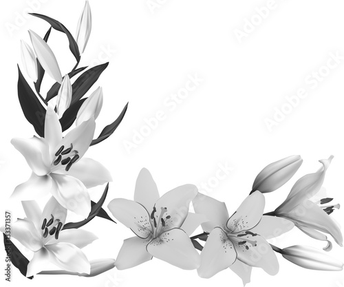 grey lily flower corner on white