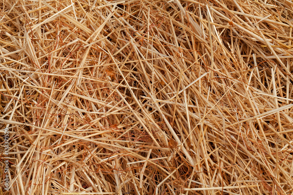 dry field grass after the storm dry field grass after the storm