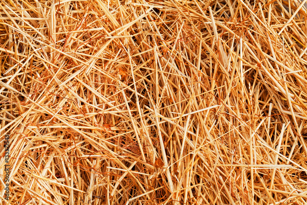 dry field grass after the storm dry field grass after the storm