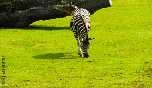 Zebra