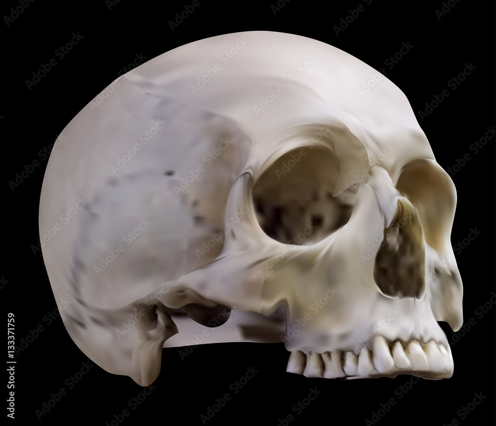old human skull top part on black illustration Stock Vector | Adobe Stock