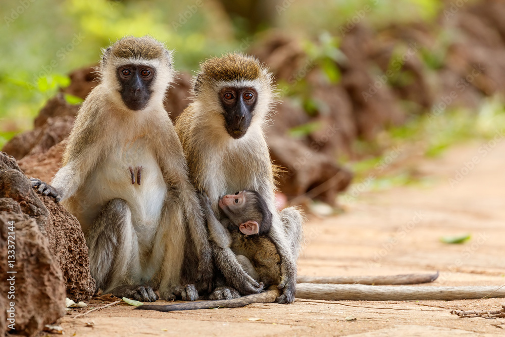 Pair of vervet monkeys with a nursing infant  looking at the camera with out of focus background at Samburu National Reserve, Kenya