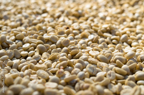 raw, unroasted coffee beans drying in sunlight