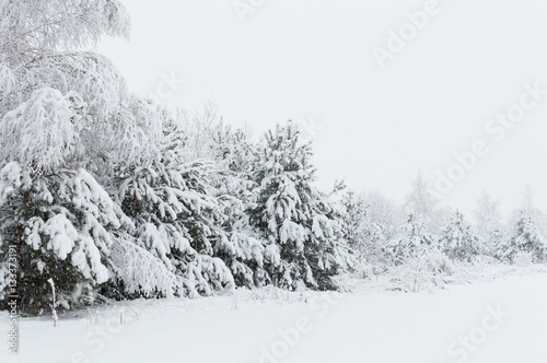 Snowy forest in Ukraine