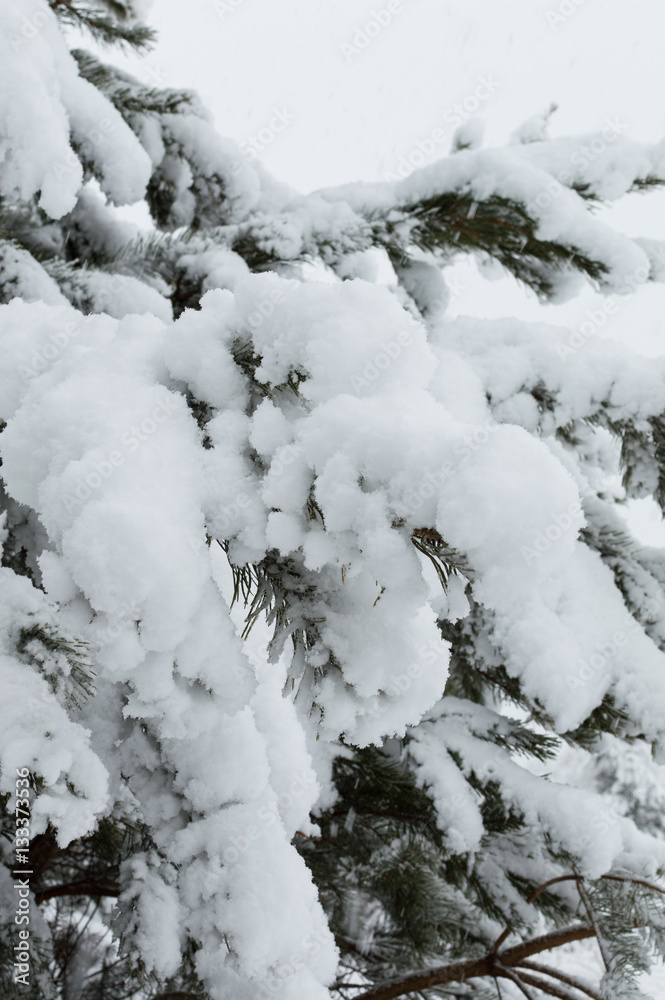 Snowy forest in Ukraine Snowy forest in Ukraine