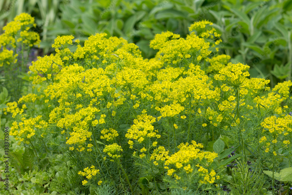 Obraz premium Yellow flower Spurge
