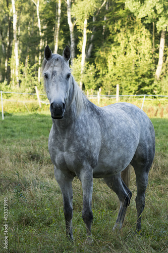 white horse in a meadow near the forest