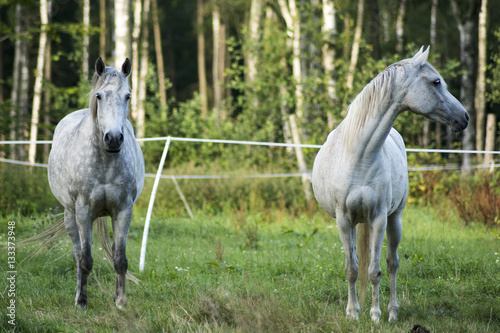 Fototapeta Naklejka Na Ścianę i Meble -  white horse in a meadow near the forest
