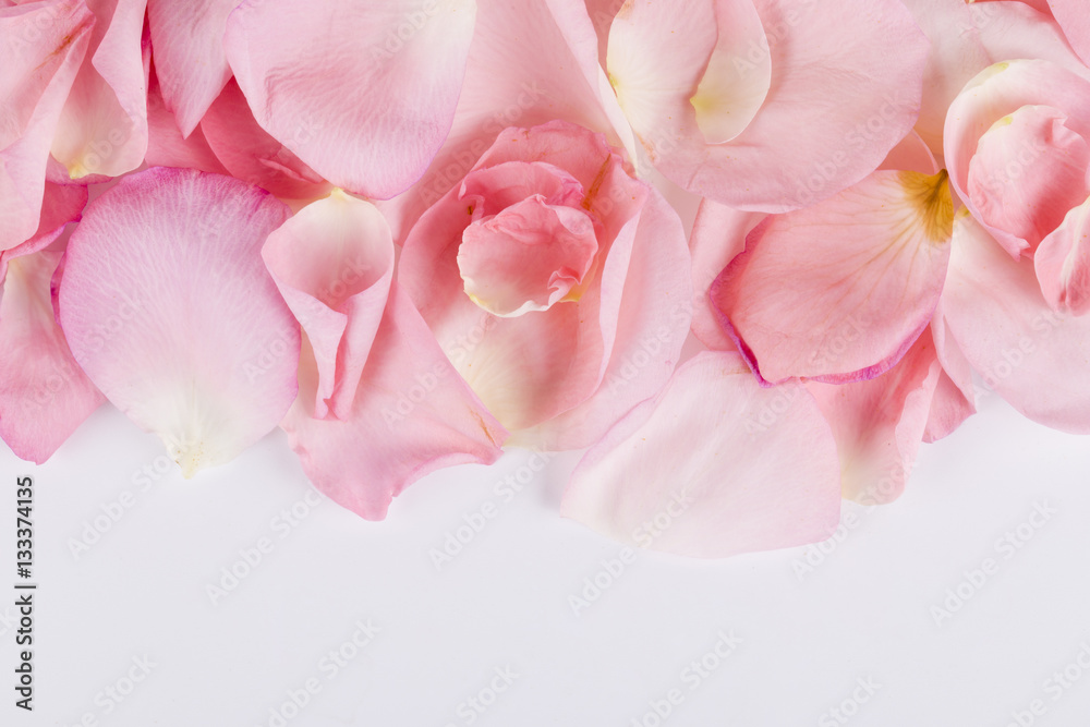 Beautiful pink rose petals on the white background