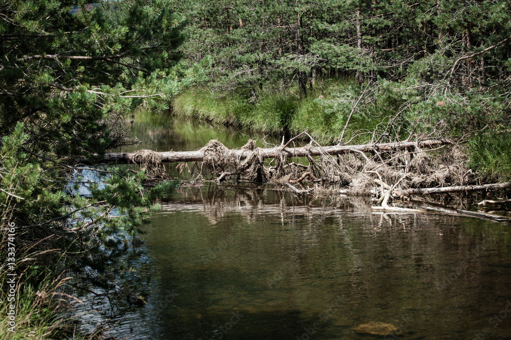 clean mountain river and dried old tree clean mountain river and dried old tree