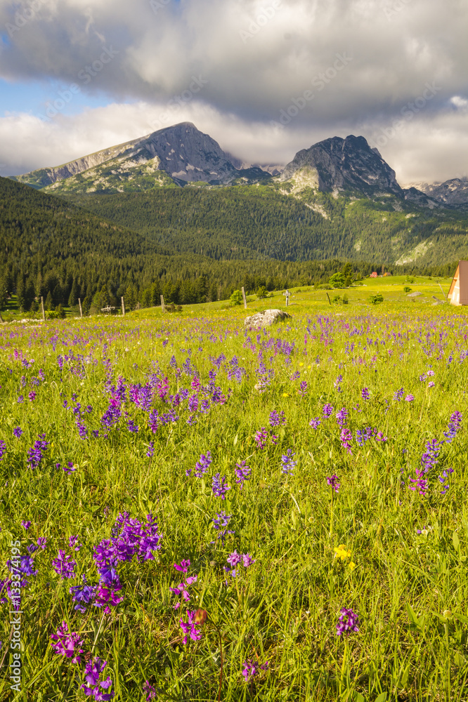 national park Durmitor in Montenegro,flowers blooming on a mount