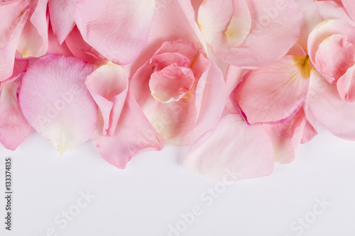 Fototapeta Naklejka Na Ścianę i Meble -  Beautiful pink rose petals on the white background