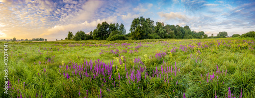 Panel kuchenny z motywem panorama flowers blooming on a meadow at sunrise