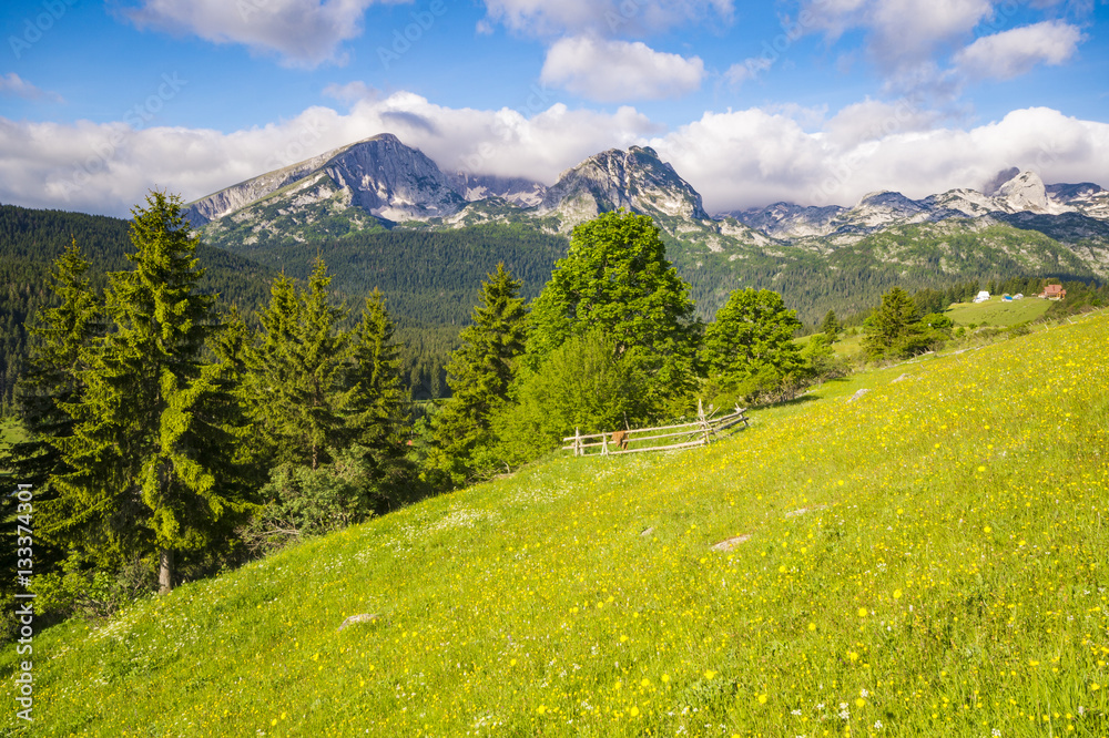 Fototapeta premium national park Durmitor in Montenegro,flowers blooming on a mount