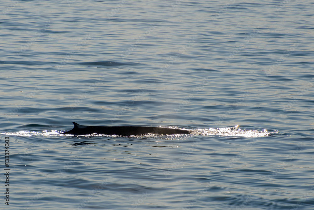 Humpback whalee in Svalbard, Spitsbergen Humpback whalee in Svalbard, Spitsbergen