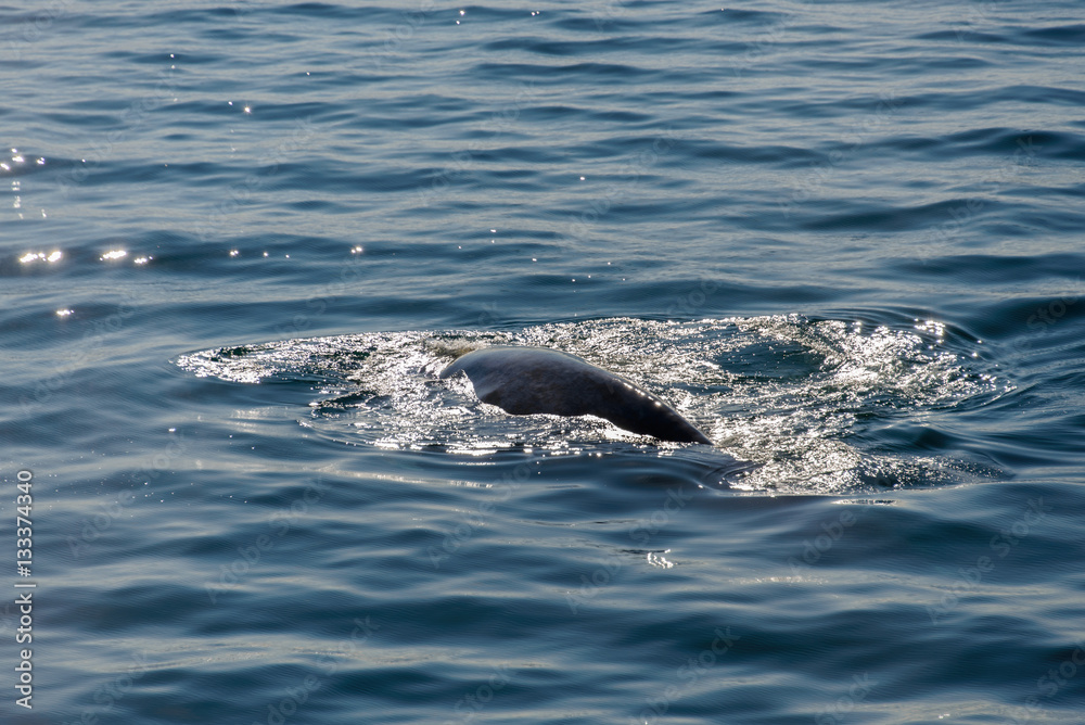 Humpback whalee in Svalbard, Spitsbergen Humpback whalee in Svalbard, Spitsbergen