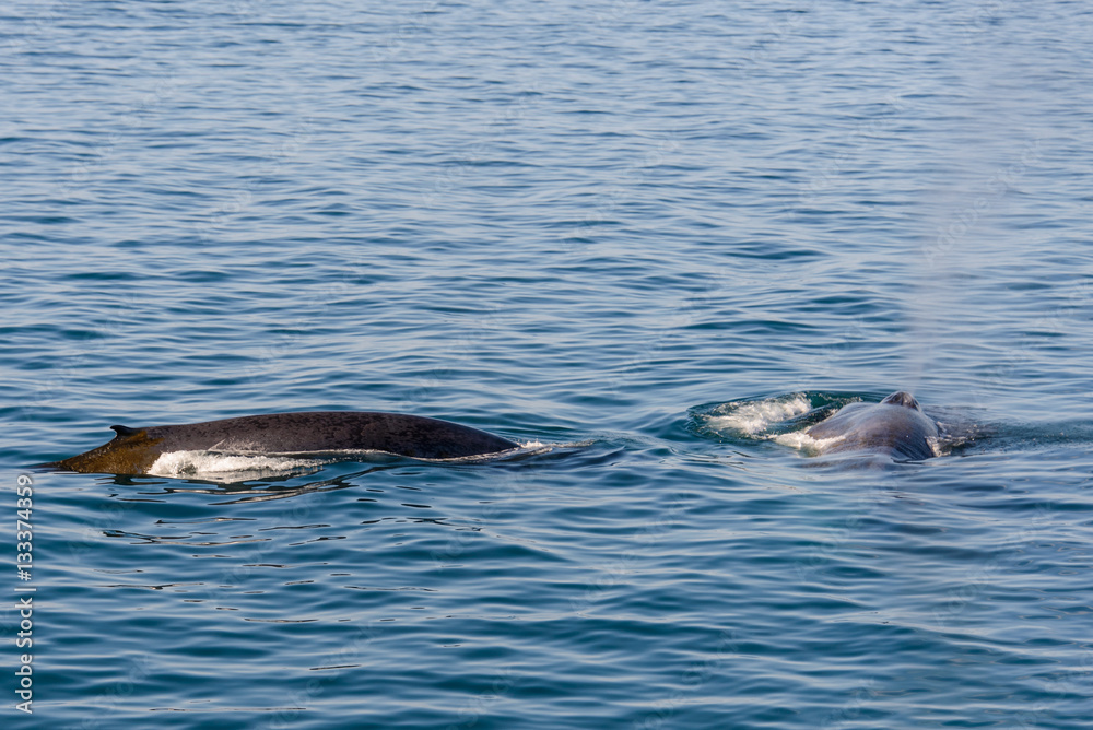 Fototapeta premium Humpback whalee in Svalbard, Spitsbergen