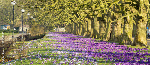 crocuses blooming in the city park