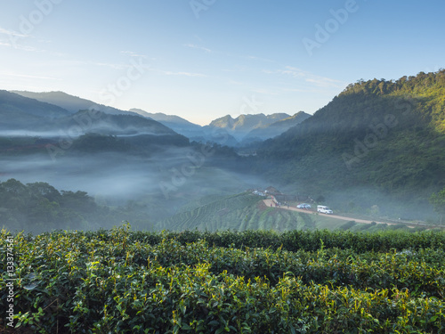 Green tea field with mountain in Fang, Chiangmai, Thailand photo