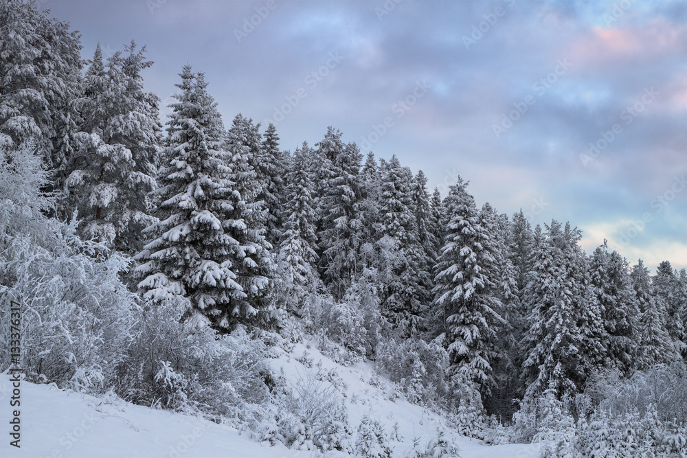 winter coniferous forest covered with snow winter coniferous forest covered with snow