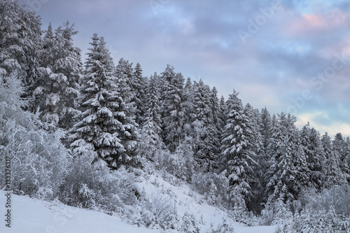 winter coniferous forest covered with snow