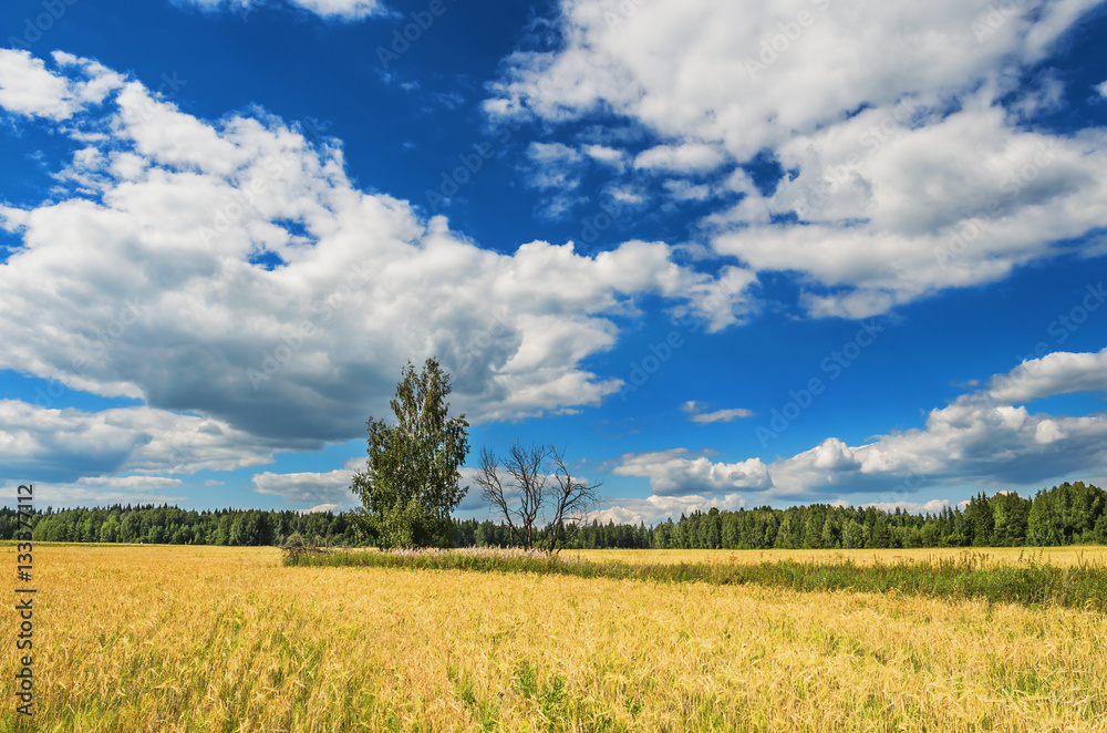 Two trees in a wheat field