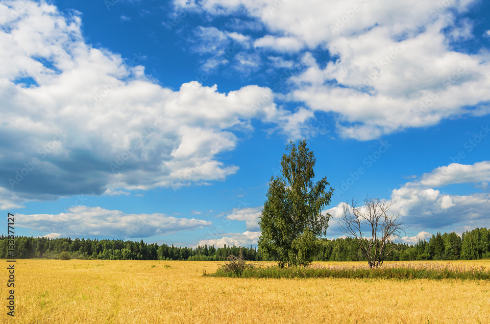 Beautiful summer rural landscape