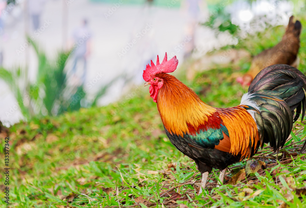colorful rooster on green nature background