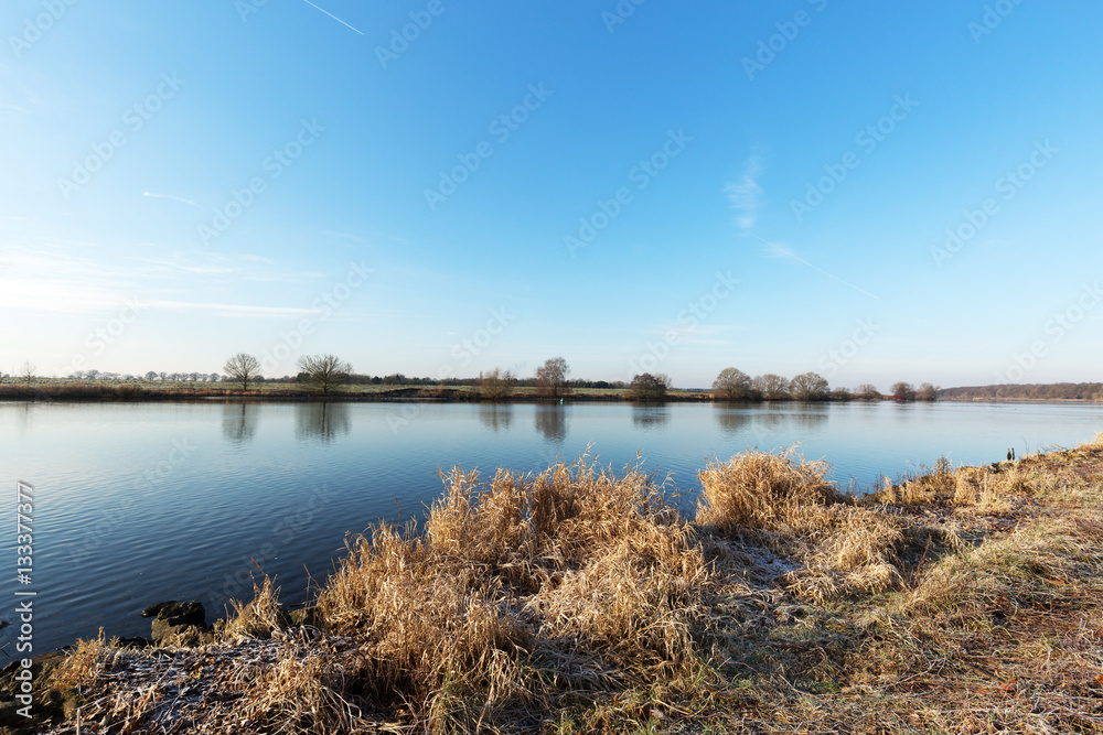 Fototapeta premium Iced Plants at River Maas Waterside / Netherlands