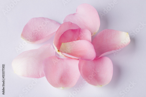 Macro shot of beautiful pink rose petals on the white background