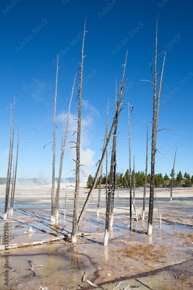 Lower geyser basin