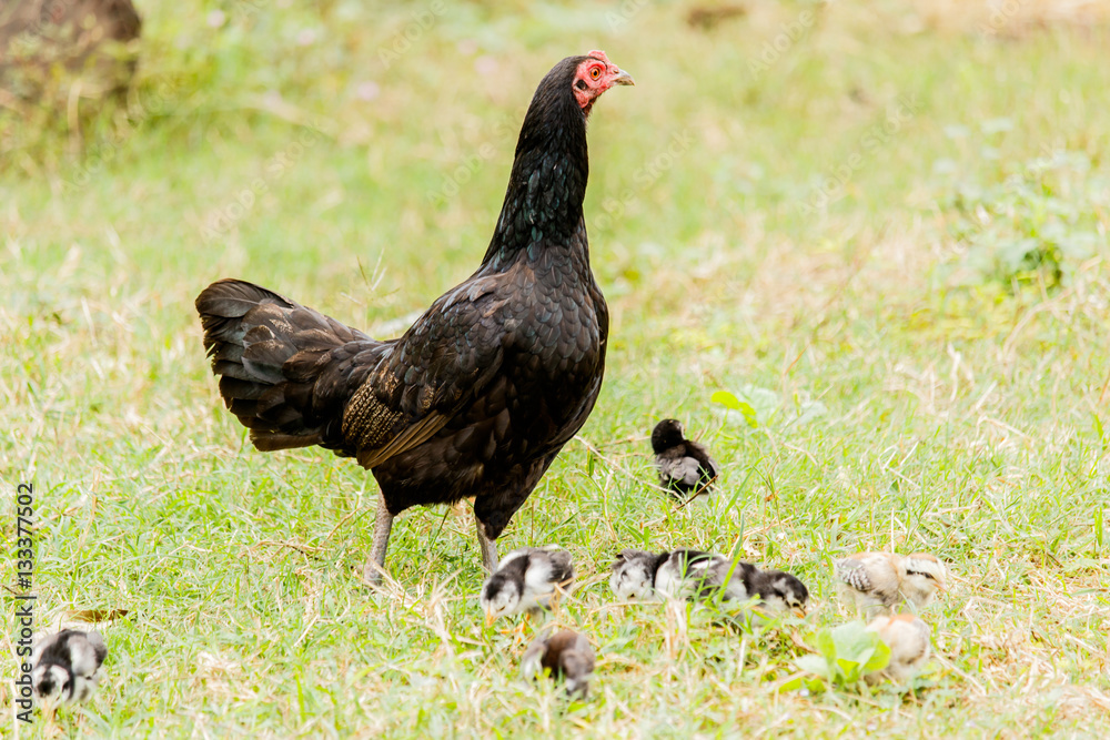 Hen chick rearing in natural environment rural scene