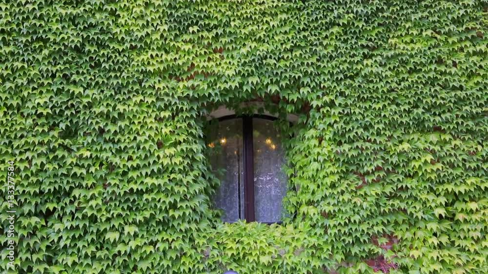 Green leaves around the Italian tradition of the old house Green leaves around the Italian tradition of the old house