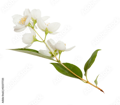 Fototapeta Naklejka Na Ścianę i Meble -  Spring jasmine blossoms isolated on white background. Spring mood