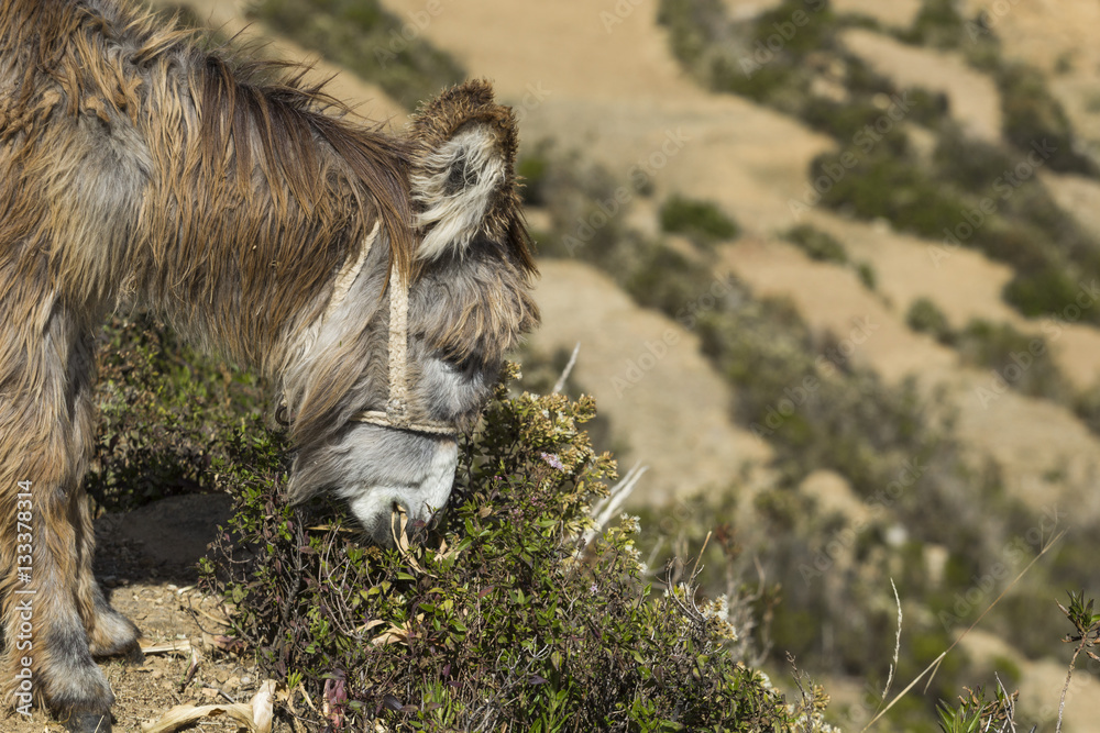 Isla Del Sol. Island of the Sun. Bolivia. Titicaca lake. South A