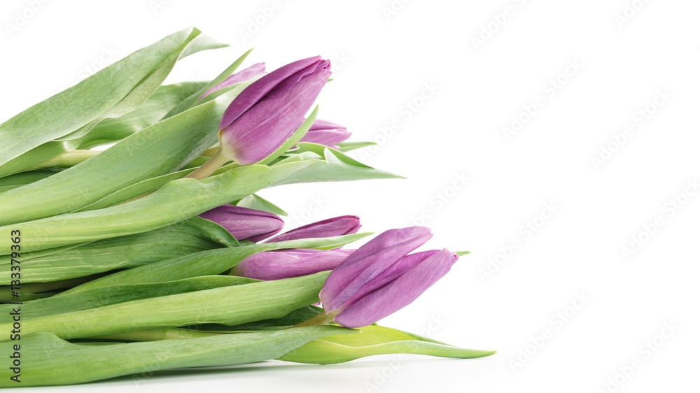 fresh purple tulips isolated on white background with copy space fresh purple tulips isolated on white background with copy space