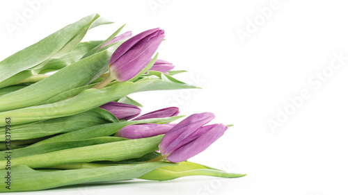 fresh purple tulips isolated on white background with copy space