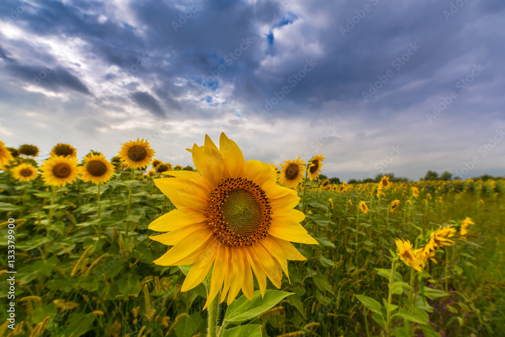 Fototapeta premium Sunflower field in rural area in Europe, profiled on storm clouds