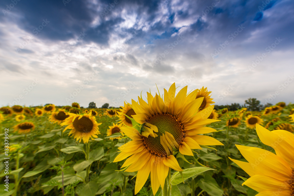 Fototapeta premium Sunflower field in rural area in Europe, profiled on storm clouds